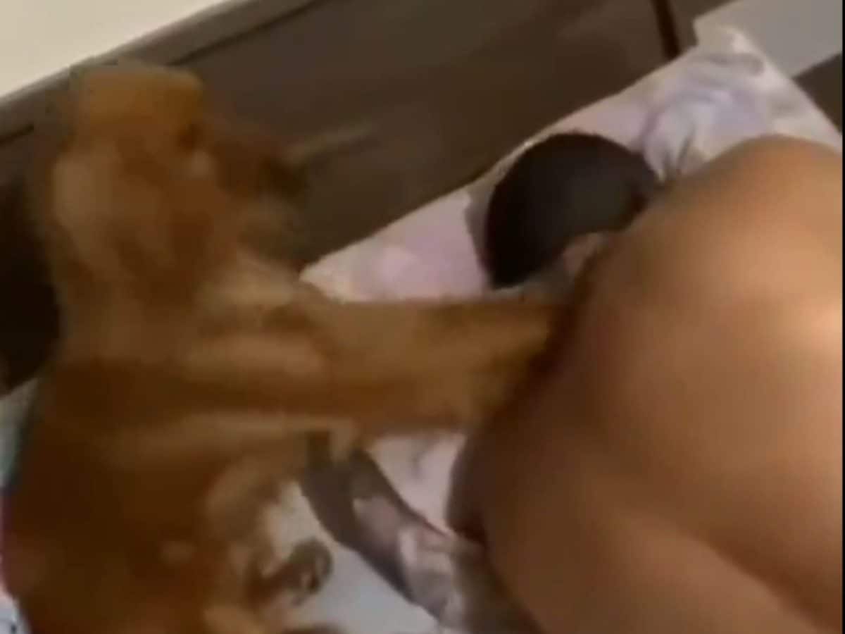 नींद से जगाने का ऐसा स्टाइल की मुर्दे भी उठ खड़े हों, मालिक को सोते देख ऐसे उठाने लगता है कुत्ता